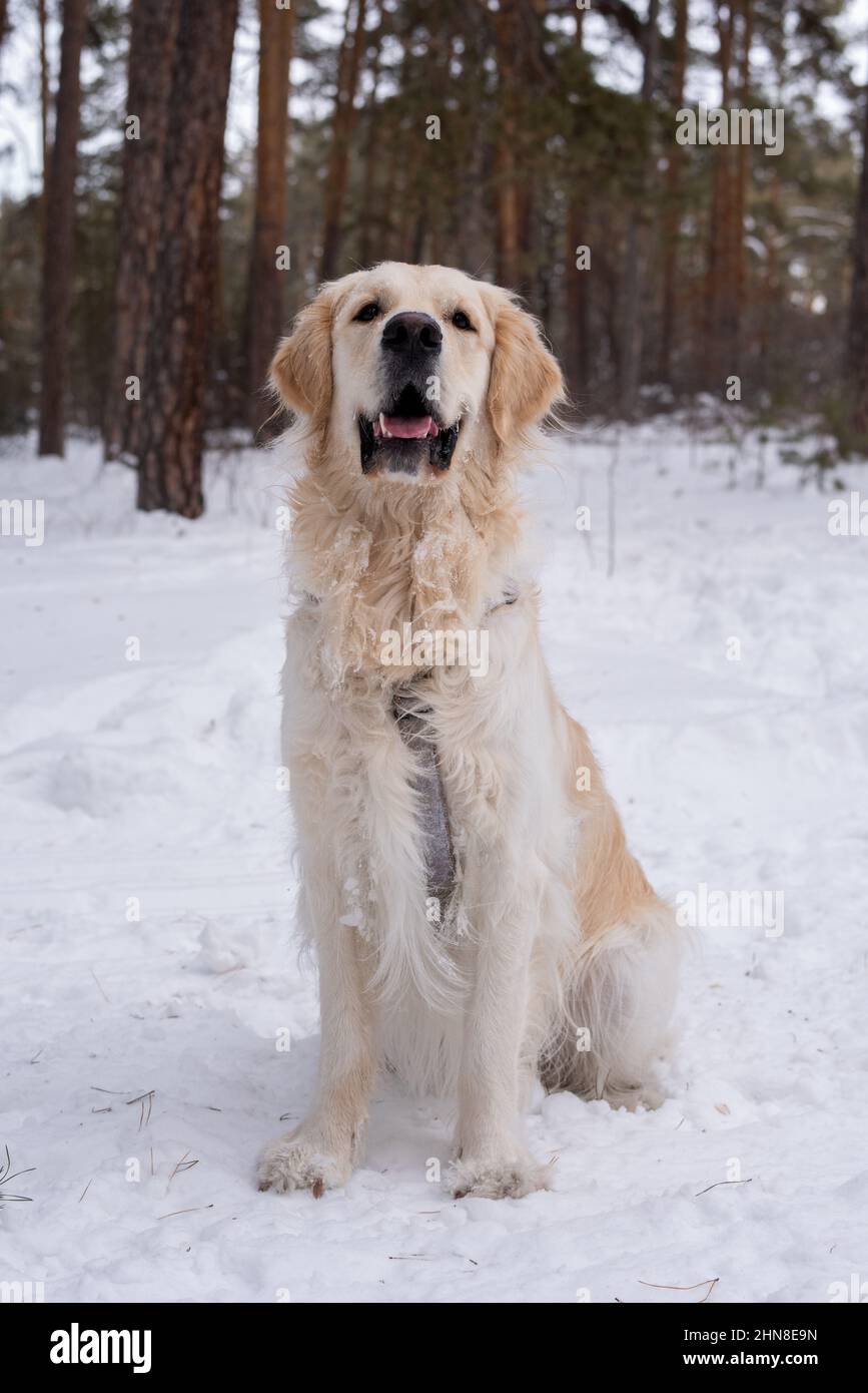 Ritratto di labrador purebred carino seduto sulla neve durante la passeggiata nella foresta invernale Foto Stock