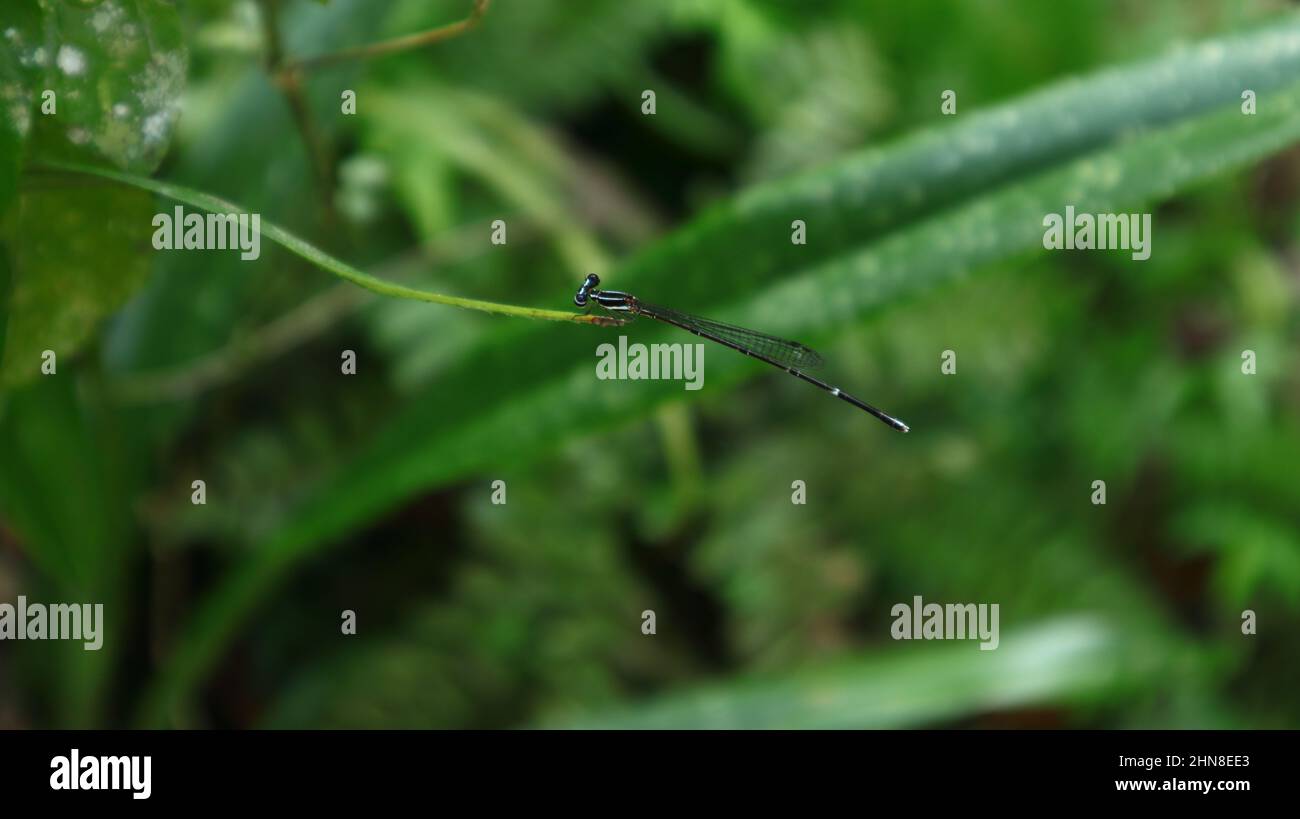 Primo piano di una damselfly con coda blu che poggia sull'estremità di una punta a lamina sottile Foto Stock