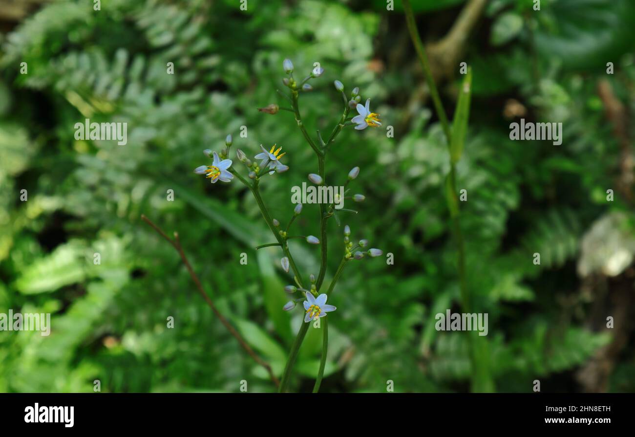 Primo piano di piccoli fiori e germogli di una pianta Dianella Ensifolia Foto Stock