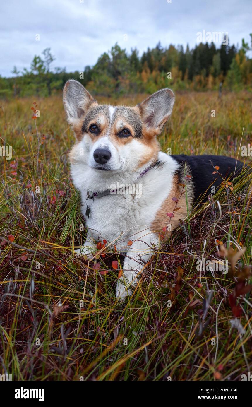 Gallese corgi pembroke cane guardando dritto in macchina fotografica, autunno nuvoloso giorno, campi, colori, texture Foto Stock