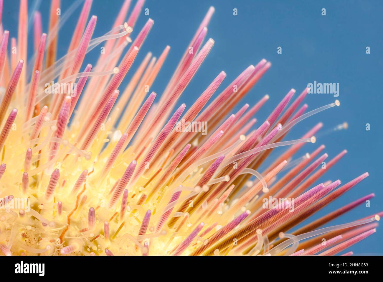 Uno sguardo ravvicinato alle spine e ai piedi del tubo del riccio variegato, Lytechinus variegatus, anche chiamato il riccio verde del mare, anche se il colore Foto Stock