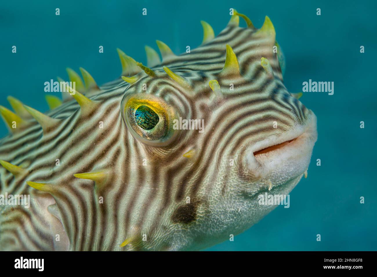 Il pesce ruscellante, Chilomycterus antillarum, raggiunge circa un piede di lunghezza, Florida, USA. Foto Stock