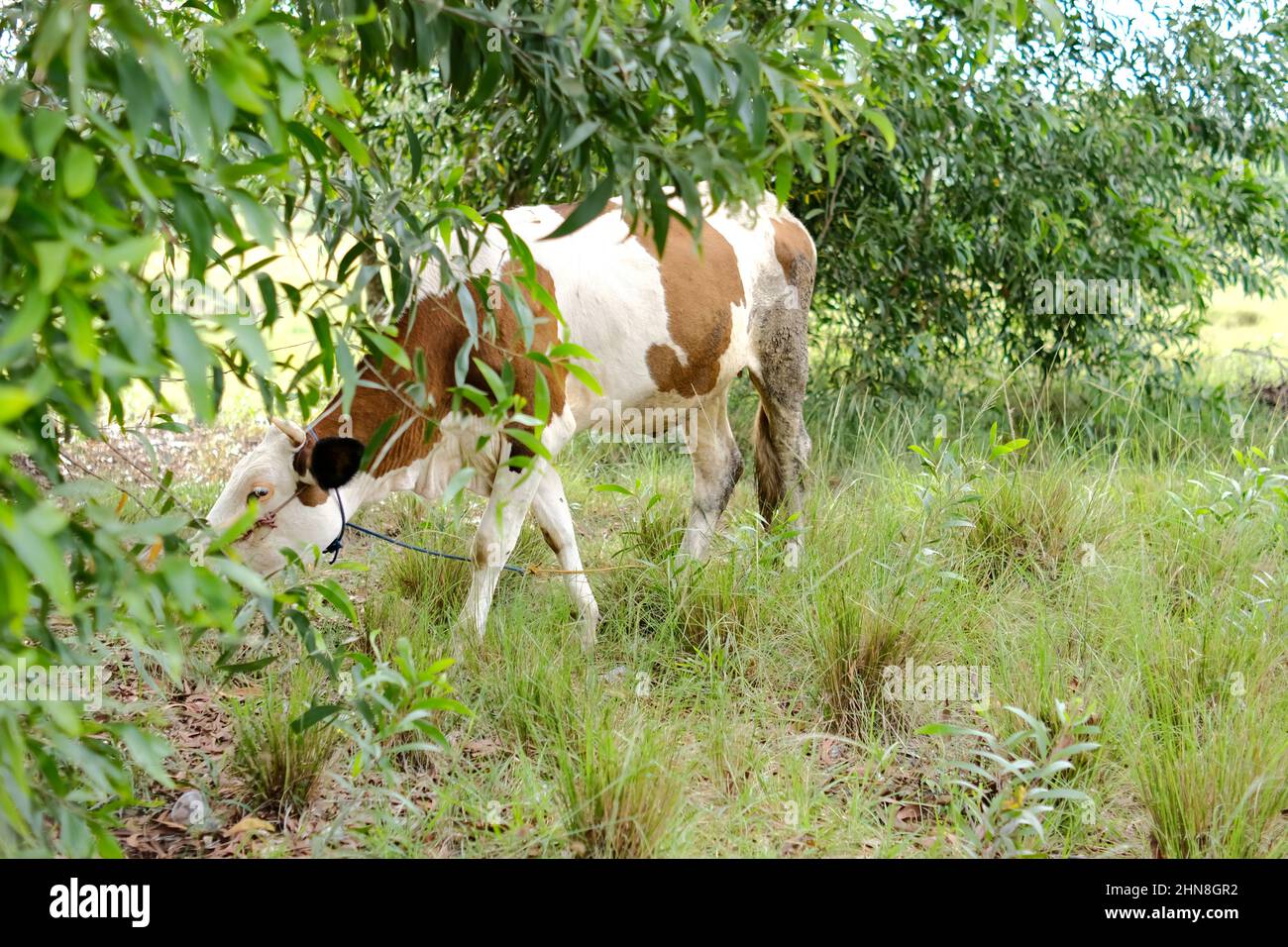 Mucche a strisce nel prato Foto Stock