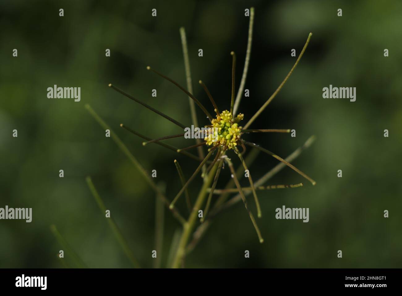 fiore giallo senape in fattoria. Foto Stock