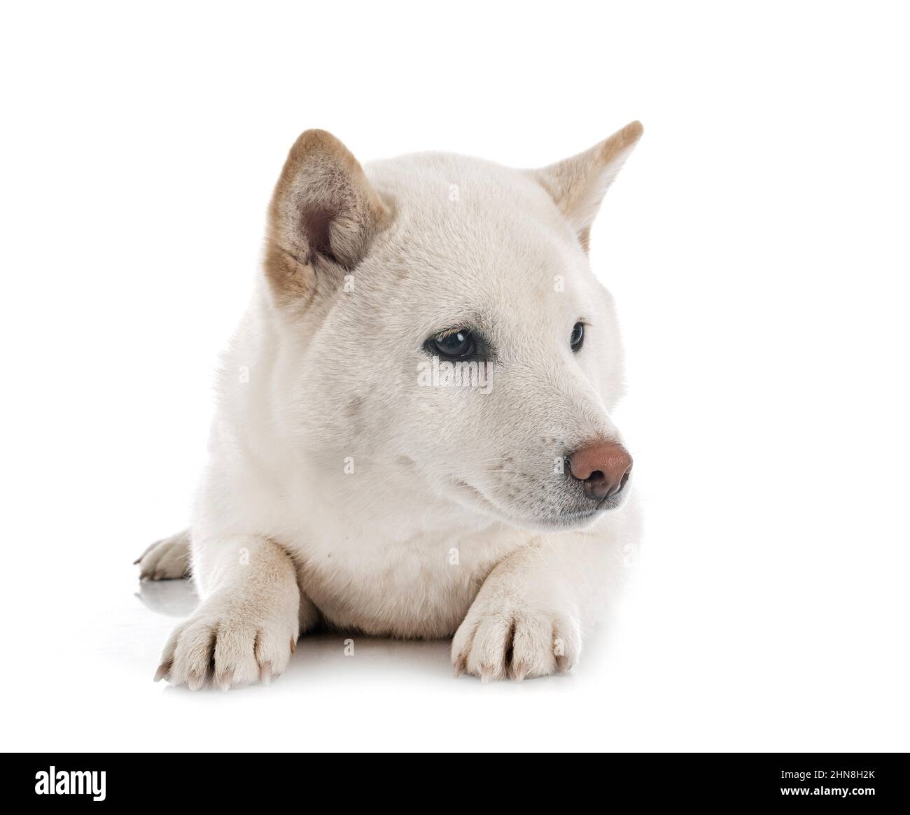 shiba inu bianco di fronte a sfondo bianco Foto Stock