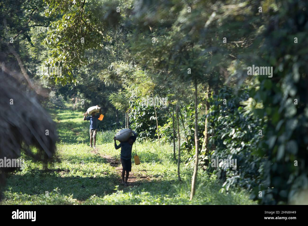 Bambini che lavorano in una fattoria di caffè, Etiopia Foto Stock