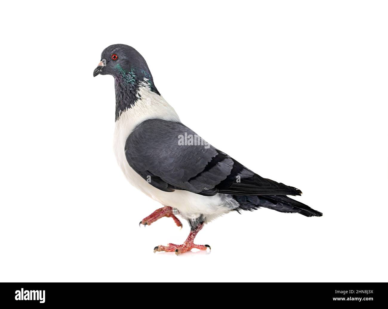 Piccione Strasser di fronte a sfondo bianco Foto Stock