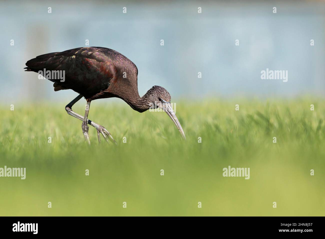 Glossy ibis, Morro Jable, Fuerteventura, Isole Canarie, gennaio 2022 Foto Stock