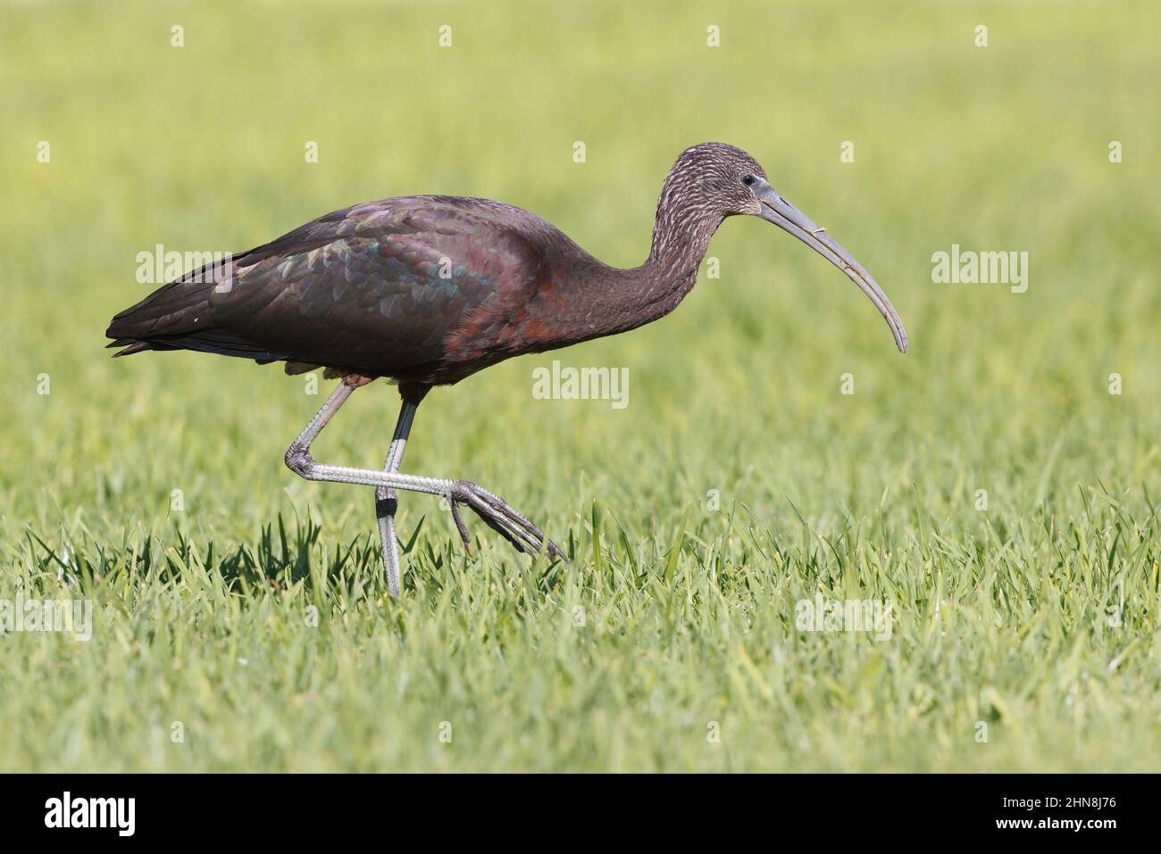 Glossy ibis, Morro Jable, Fuerteventura, Isole Canarie, gennaio 2022 Foto Stock