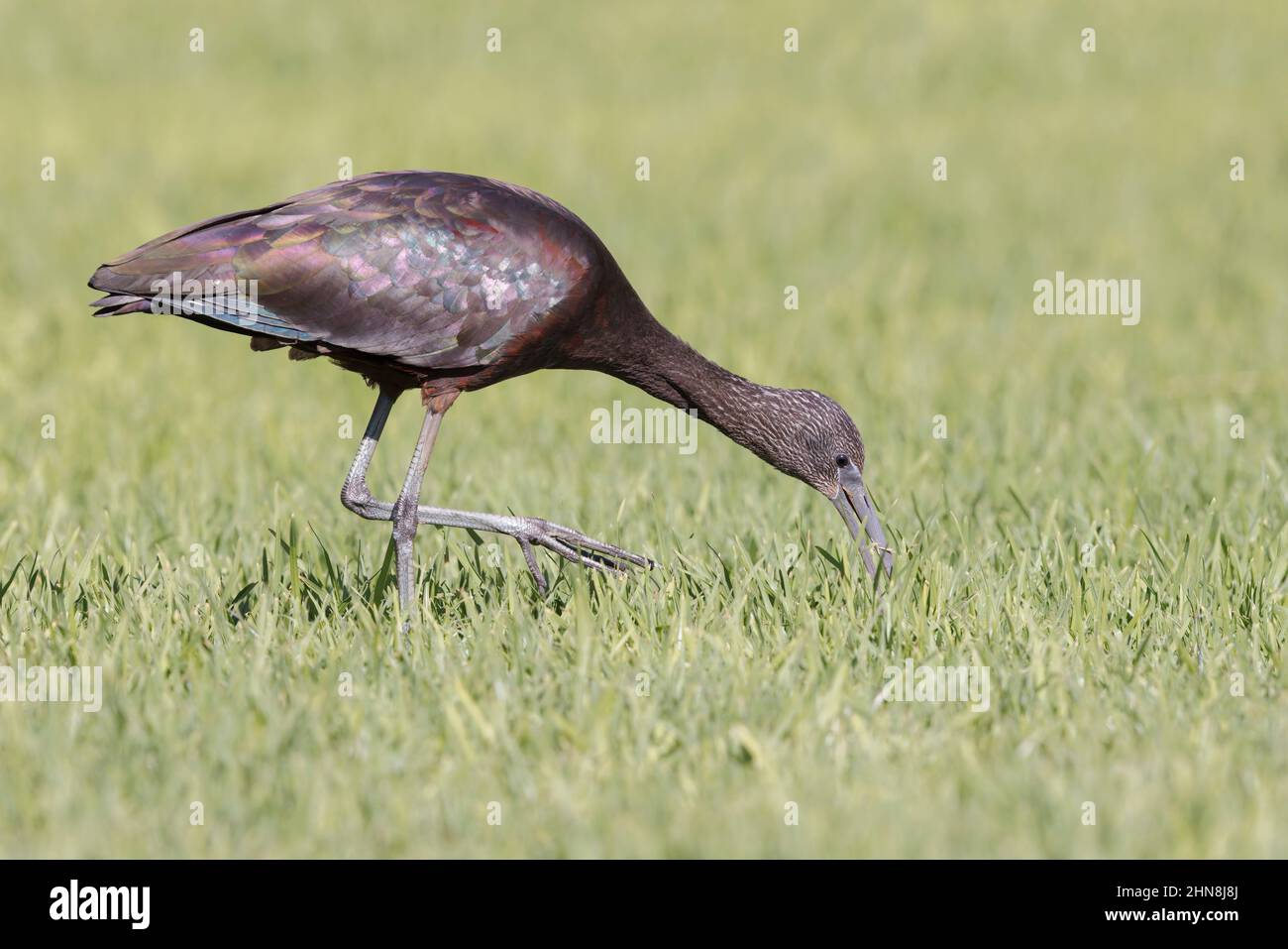 Glossy ibis, Morro Jable, Fuerteventura, Isole Canarie, gennaio 2022 Foto Stock