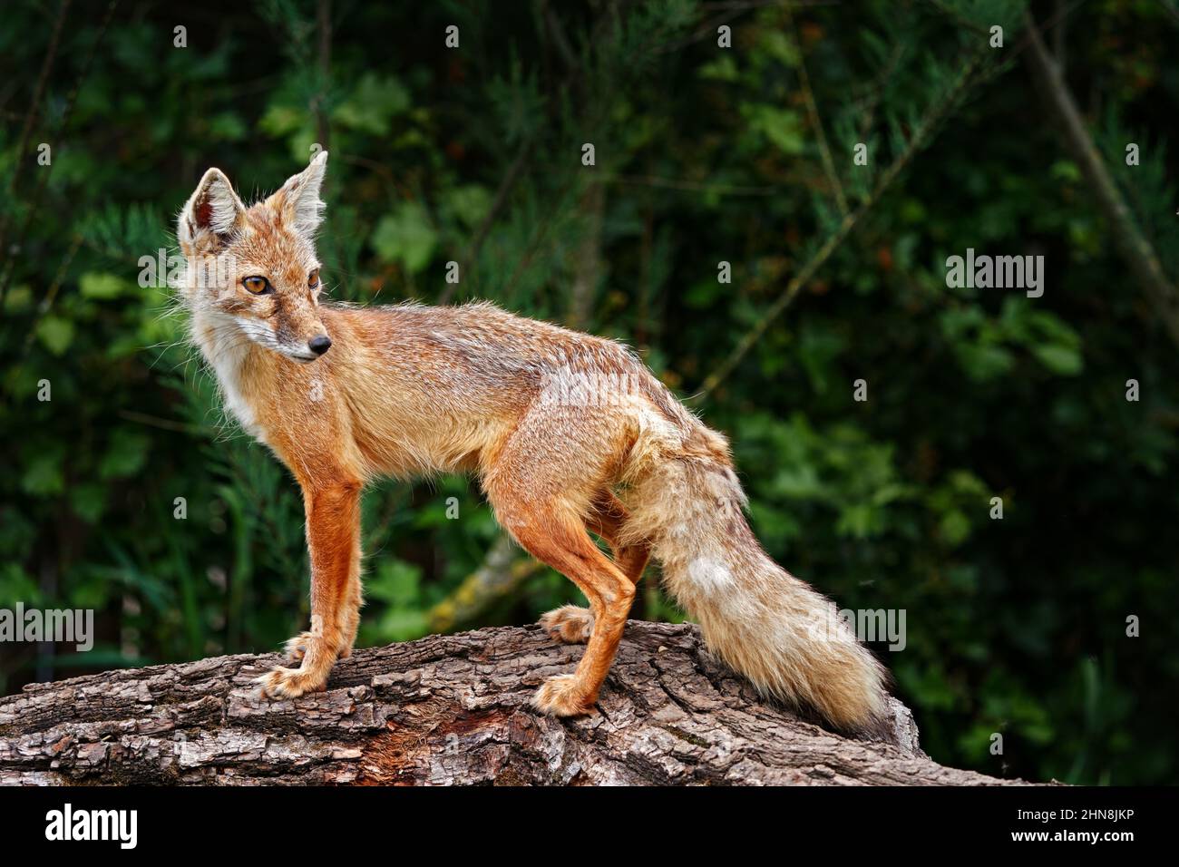 Volpe Corsaac, Vulpes Corsac, nell'habitat naturale di montagna in pietra, trovato in steppe e deserti in Mongolia, Asia Centrale. Fox nell'habitat naturale. Foto Stock
