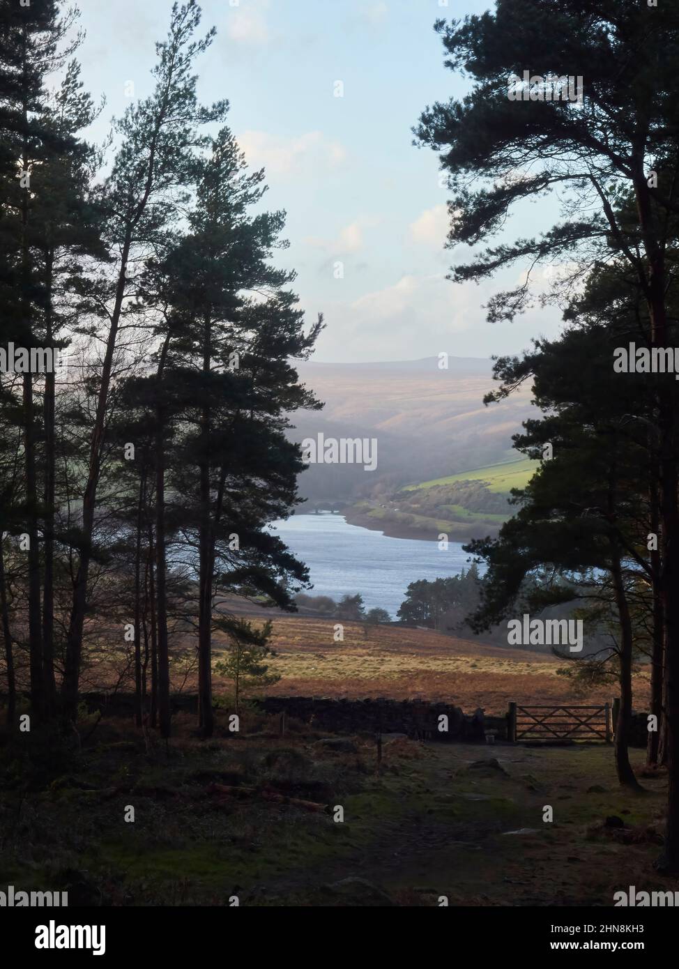 Una vista dall'ombra di aspre pinete attraverso brughiera, lago e colline tutte illuminate da una ricca e dorata luce solare invernale. Foto Stock