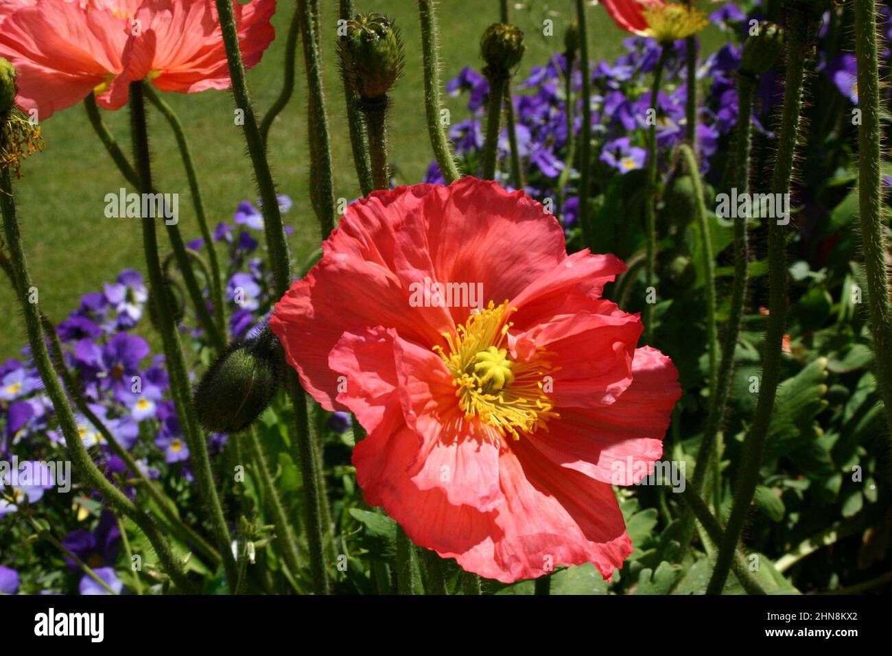 I PAPAVERI D'ISLANDA (PAPAVER NUDICAULE) SONO PERENNI DURI MA DI BREVE DURATA. Foto Stock