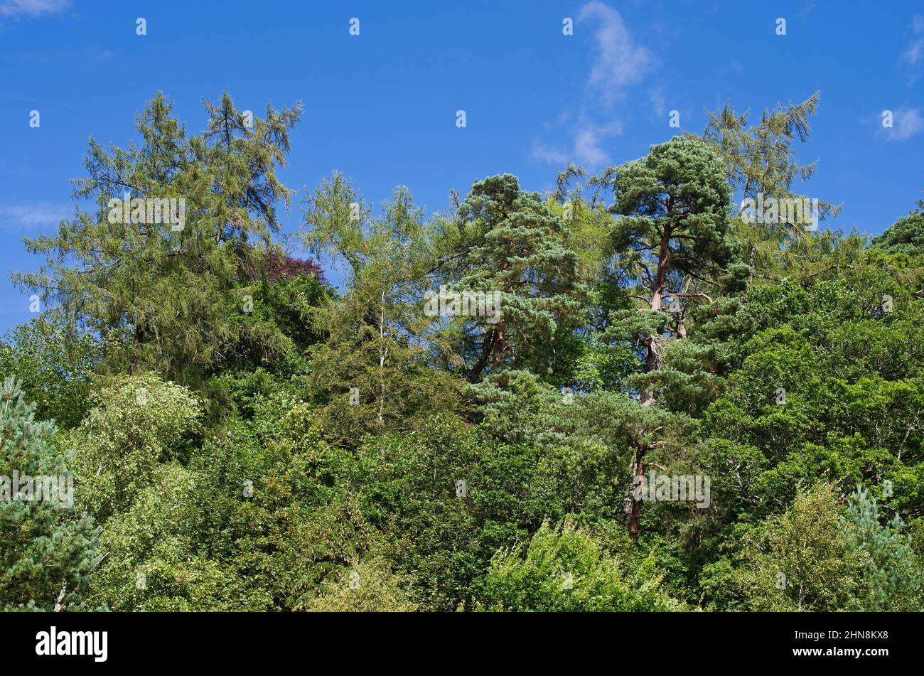 Si affacciano sulle cime degli alberi di lussureggianti boschi misti su una ripida collina a Dunkeld, Perthshire, Scozia Regno Unito, con uno sfondo di cielo blu, la fine dell'estate. Foto Stock