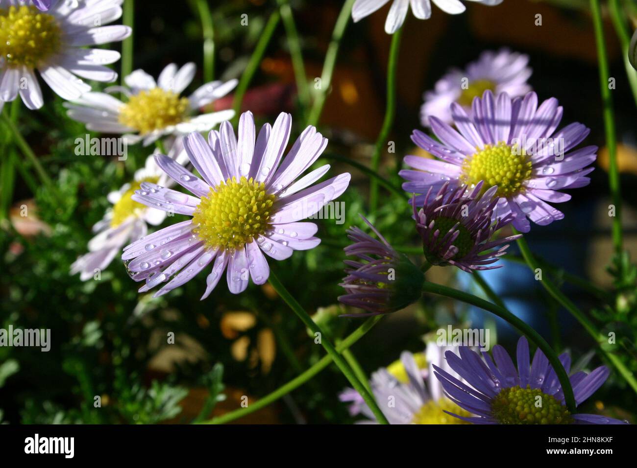 FIORI DI BRACHYSCOME SEGMENTOSA (JUMBO VIOLA) COMUNEMENTE NOTO COME LORD HOWE ISLAND DAISY O MONTAGNA DAISY. Foto Stock