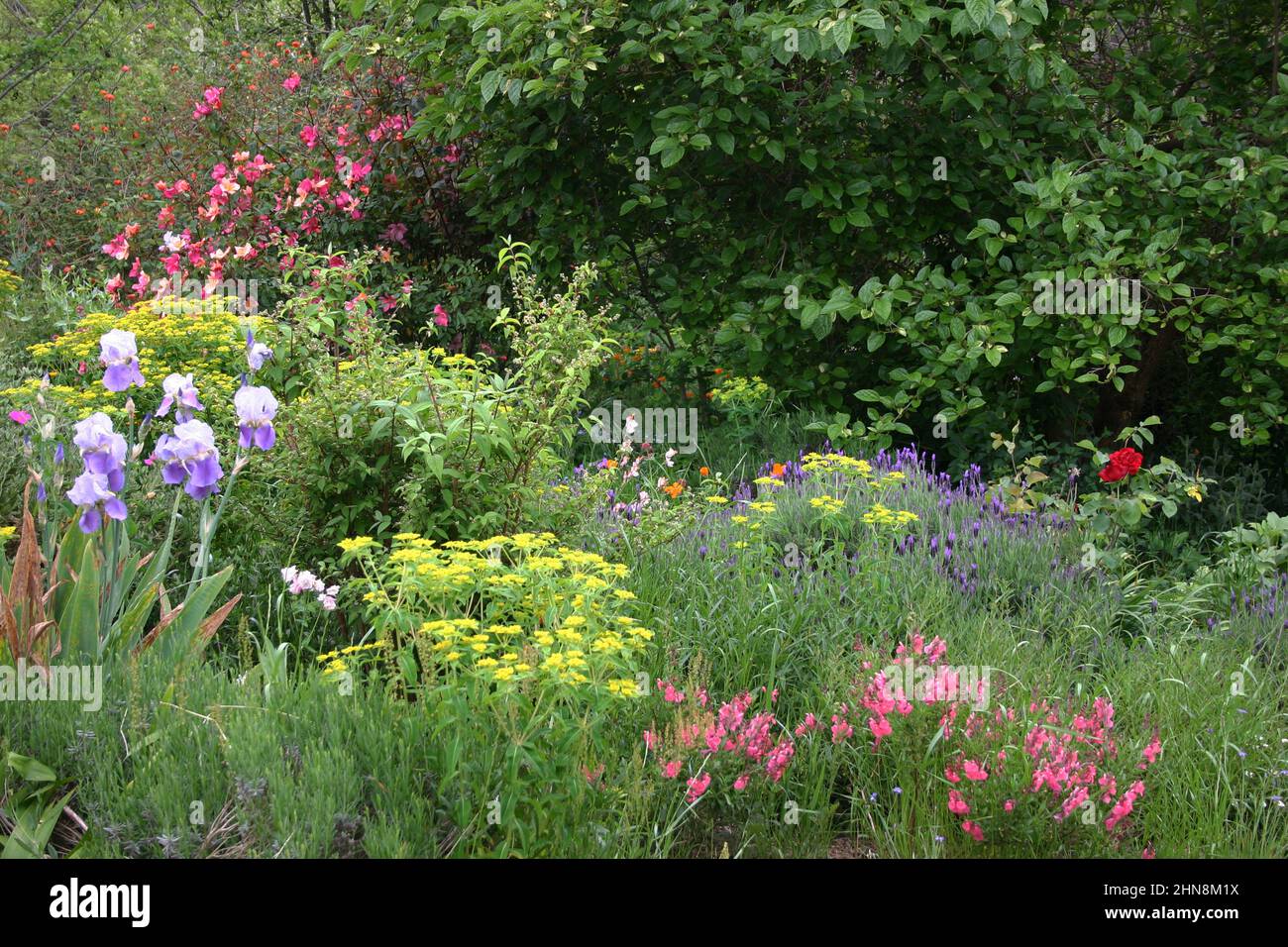 COTTAGE GARDEN CON IRIS, LAVANDA, ROSE E ALTRE PIANTE COTTAGE ASSORTITE. Foto Stock