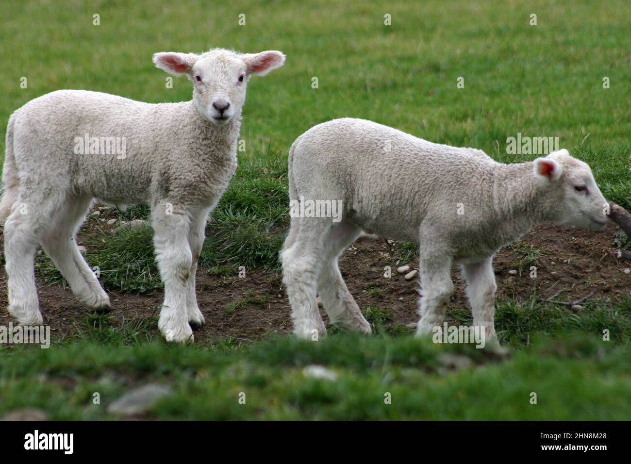 AGNELLI GEMELLI IN PADDOCK RURALE, NUOVO GALLES DEL SUD, AUSTRALIA. Foto Stock