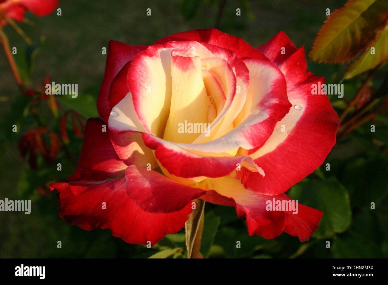PRIMA VISTA DI UNA ROSA CREMA E ROSSA (ROSA) Foto Stock
