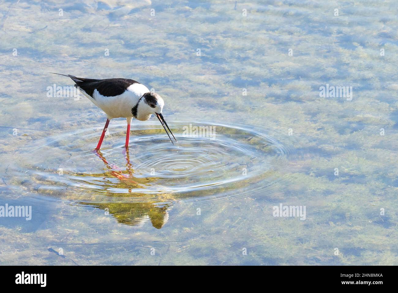 Cavaliere d'Italia, Riserva Naturale di Sentina, San Benedetto del Tronto, Marche, Italia, Europa Foto Stock