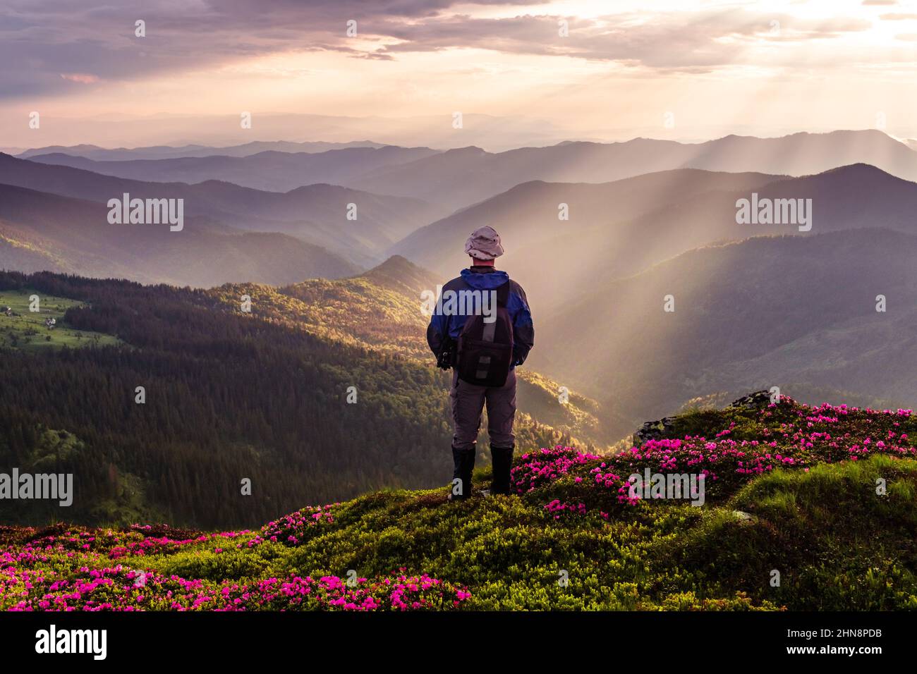 Fotografo sulle montagne prato coperto da fiori di rododendro in estate. La luce viola dell'alba si illumina in primo piano. Fotografia di paesaggio Foto Stock