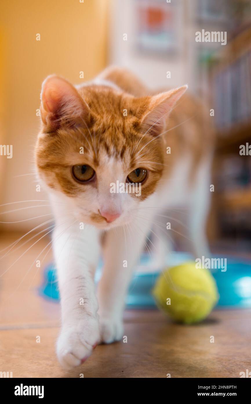 Il gatto bianco e arancione si avvicina con i giocattoli sullo sfondo. Foto Stock