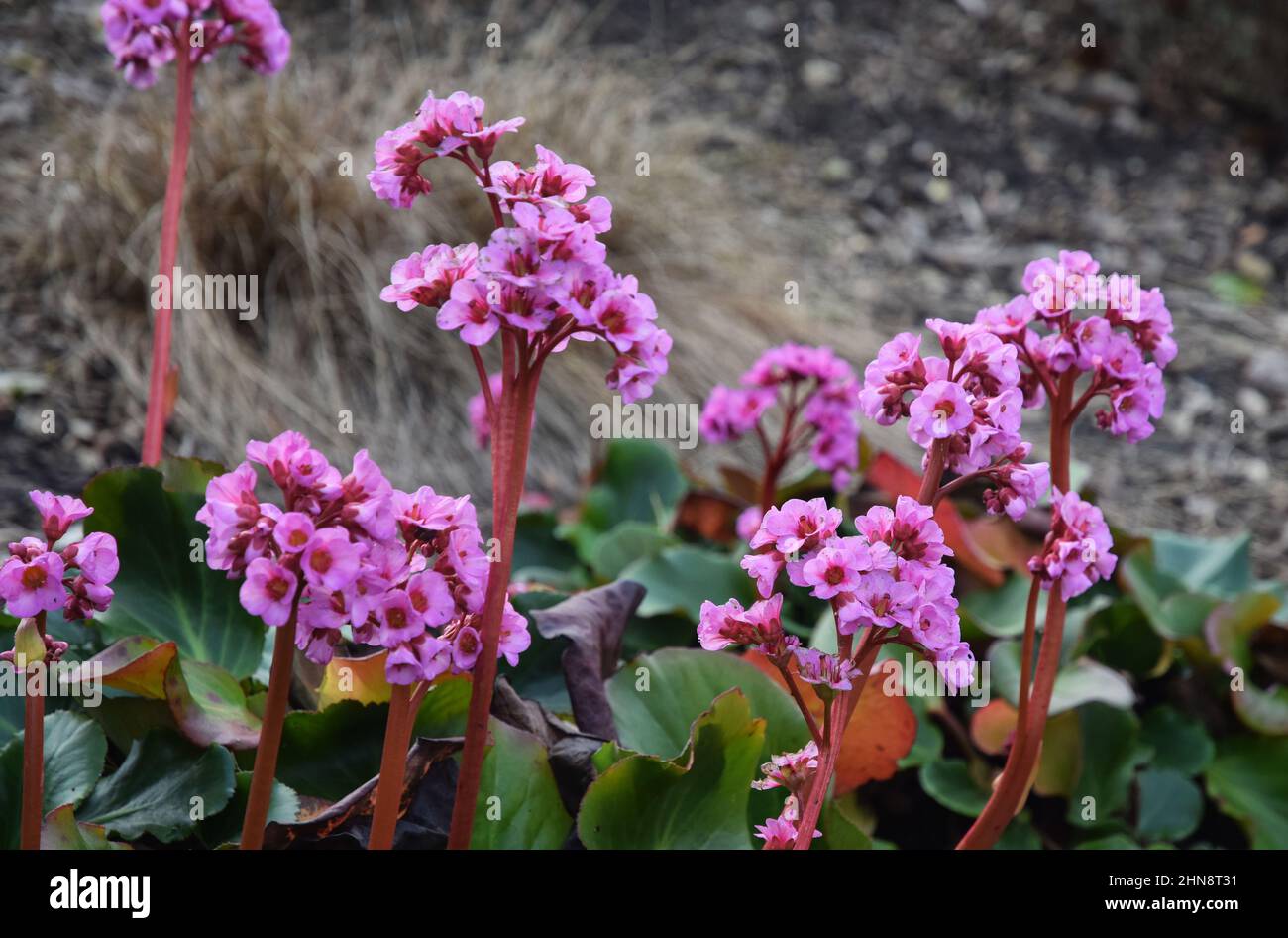 heartleaf bergenia, elefanti orecchie fiori, inghilterra Foto Stock