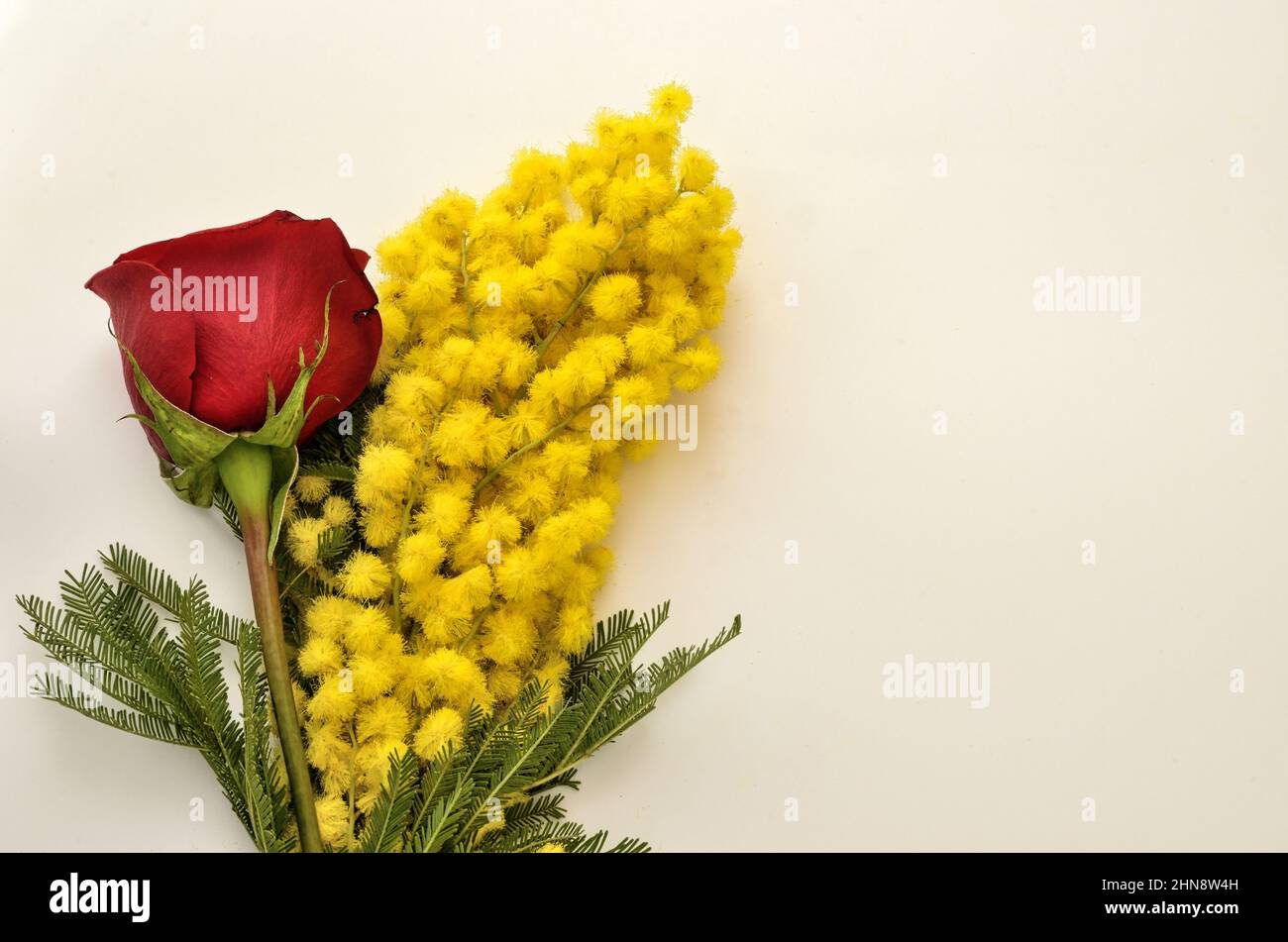Composizione floreale composta da una rosa rossa e un mimosa (acacia  dealbata) in occasione del 8 marzo, celebrazione della Festa della Donna  Foto stock - Alamy