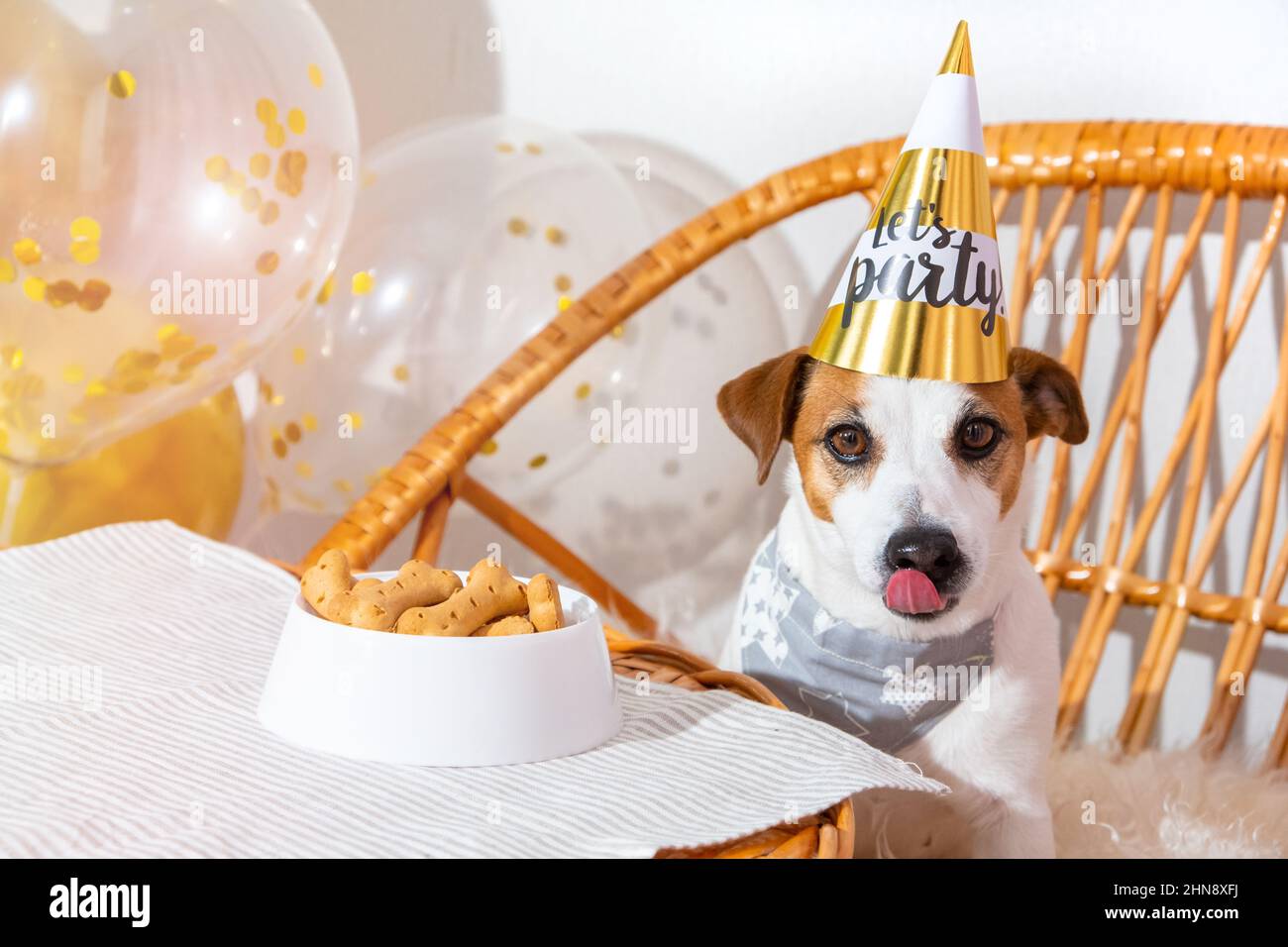 Divertente cane sul cappello di compleanno al tavolo delle feste con trattamento, leccatura, guardando la macchina fotografica. Facciamo festa. Jack russell terrier in cappello da festa. Compleanno dell'animale domestico Foto Stock