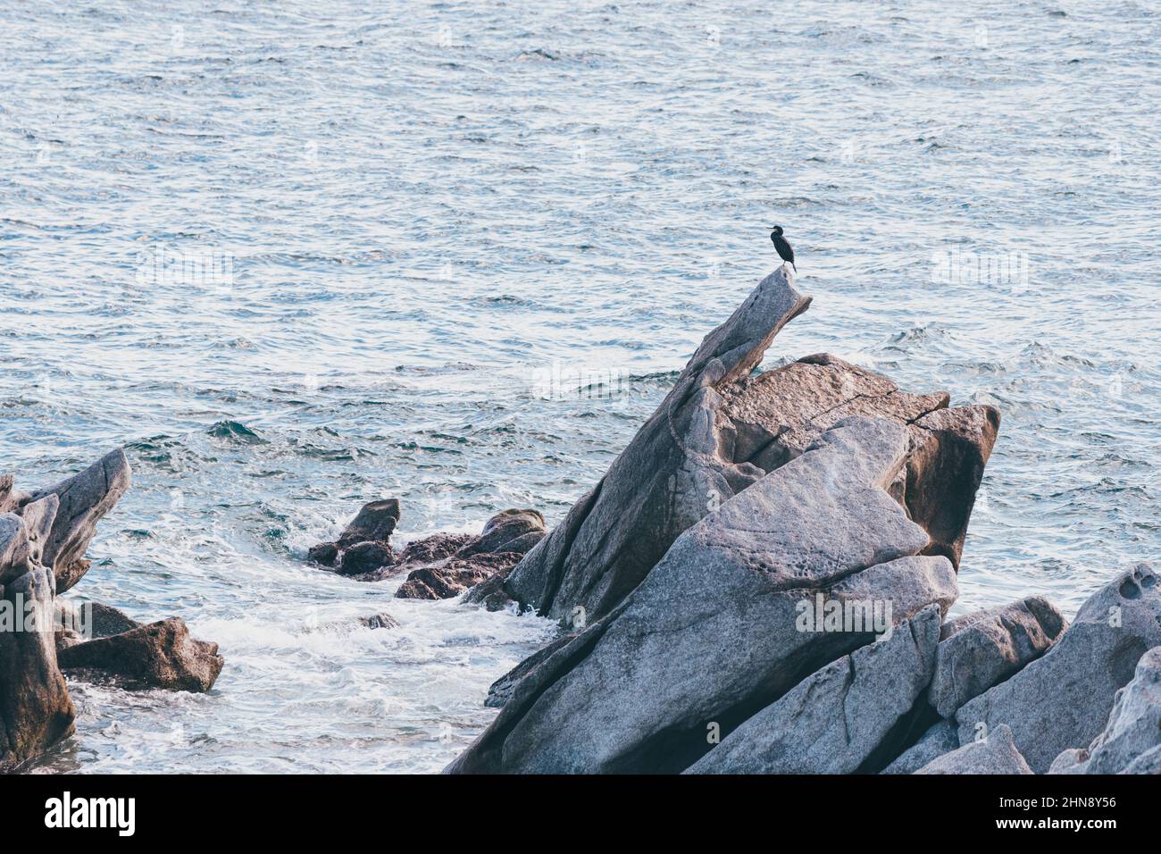 Europeo o comune shag - Gulosus aristotelis seduto vicino al mare su una roccia Foto Stock