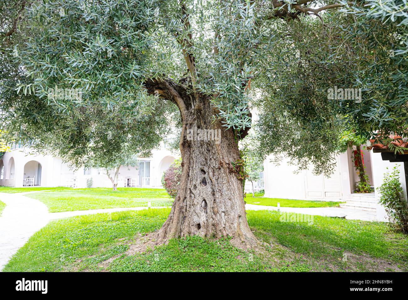 Un vecchio ed enorme ulivo nel giardino Foto Stock