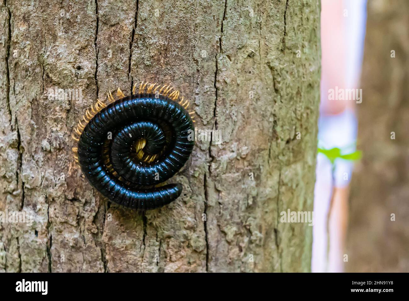 Millipede gigante su una corteccia di albero, Zanzibar, Tanzania Foto Stock