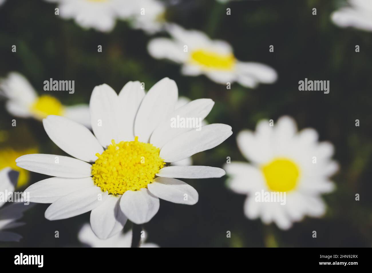 Margherita (camomilla) fiori. Sfondo della natura. Foto Stock