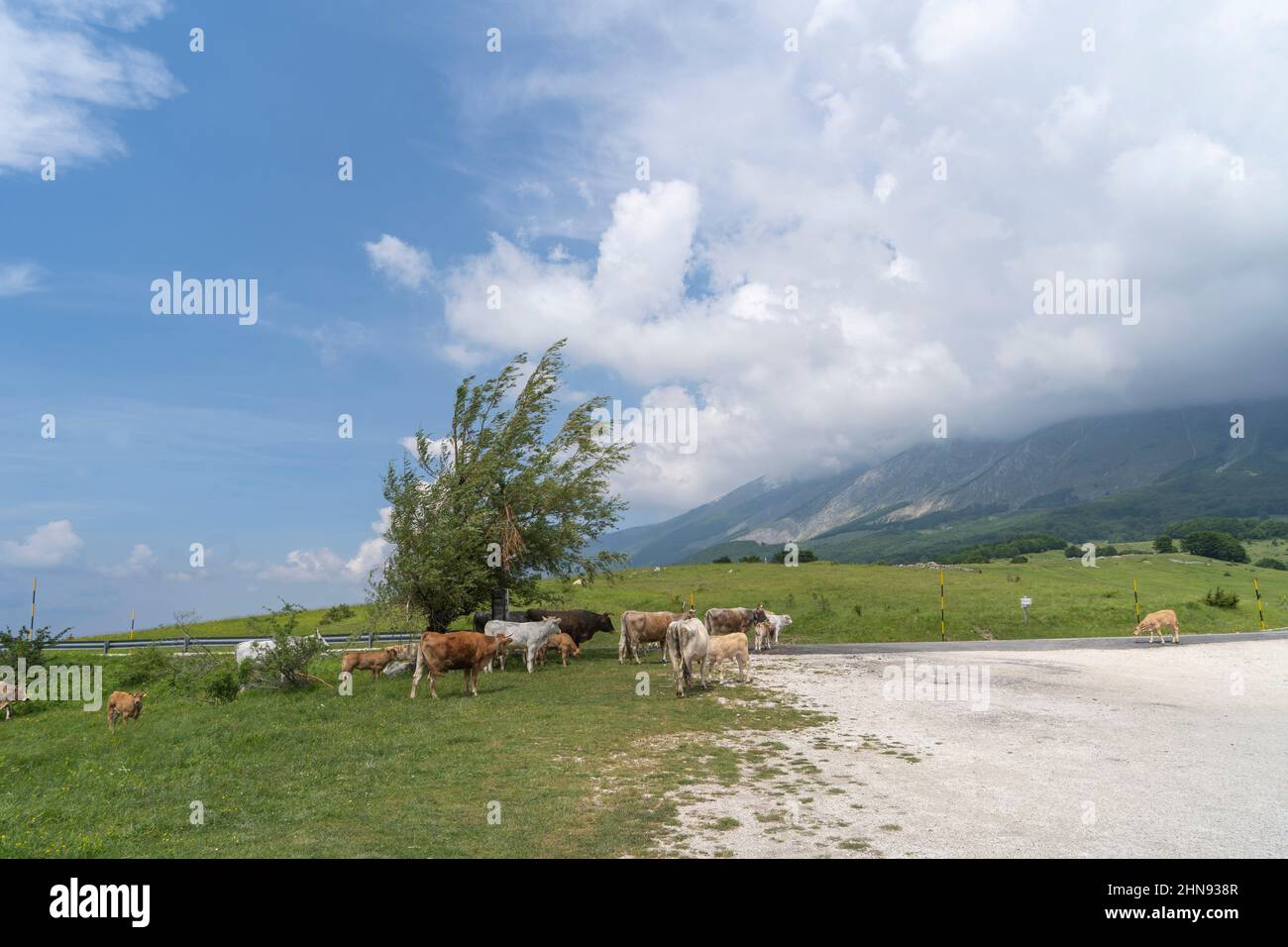 Parco Nazionale della Maiella, passo San Leonardo, mucche, Sant'Eufemia A Maiella, Abruzzo, Italia, Europa Foto Stock