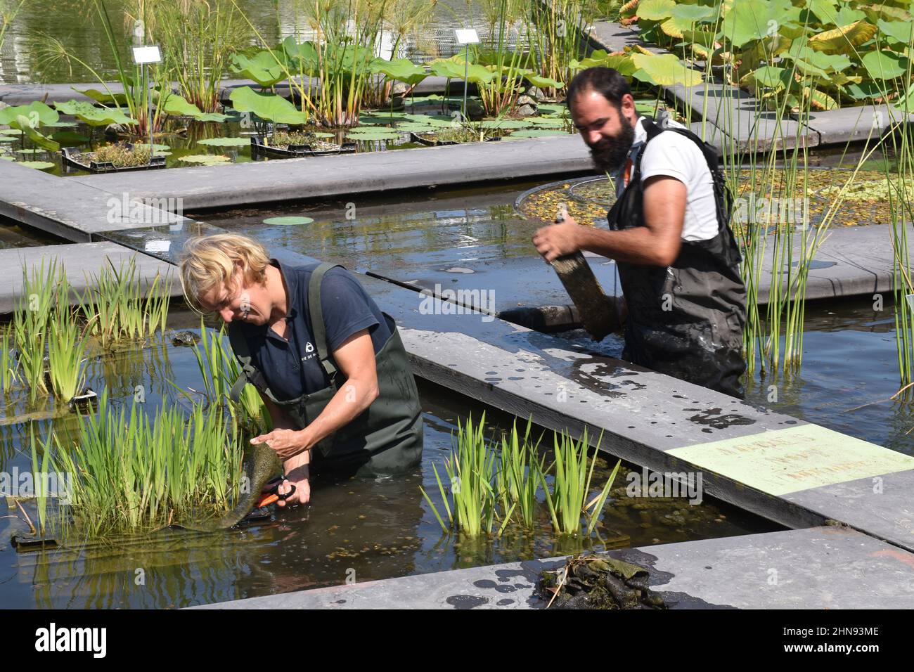 Il nuovo Jardin Botanique, Bordeaux, su un sito di brownfield vicino al fiume Garonna, ha aperto 2003, per la ricerca scientifica, e come un giardino di piacere Foto Stock