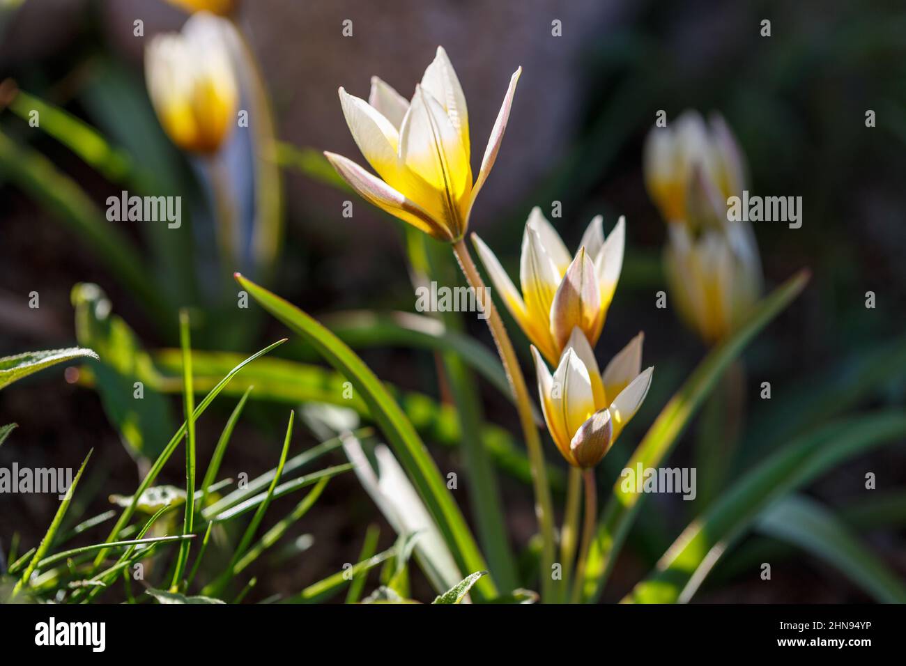 Tulipano turkestano, tulipani botanici, tulipani, tulipani da giardino roccioso ai raggi del sole in giardino in una soleggiata primavera Foto Stock