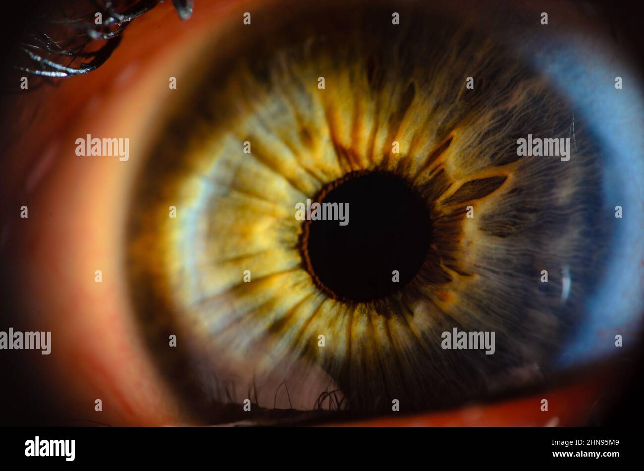 Primo piano macro foto dell'occhio umano. Dettaglio dell'occhio umano in primo piano con profondità di campo ridotta. Foto Stock