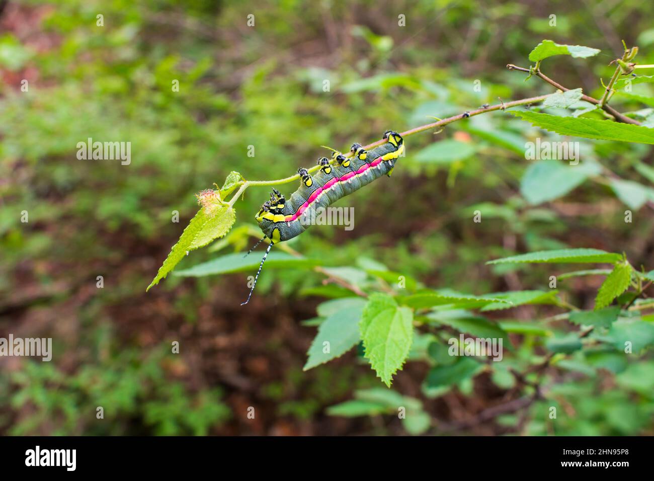 Bel bruco verde, rosa e giallo della famiglia Saturniidae, probabilmente Arsenura angulatus (Oeiras, stato di Piaui, Brasile) Foto Stock