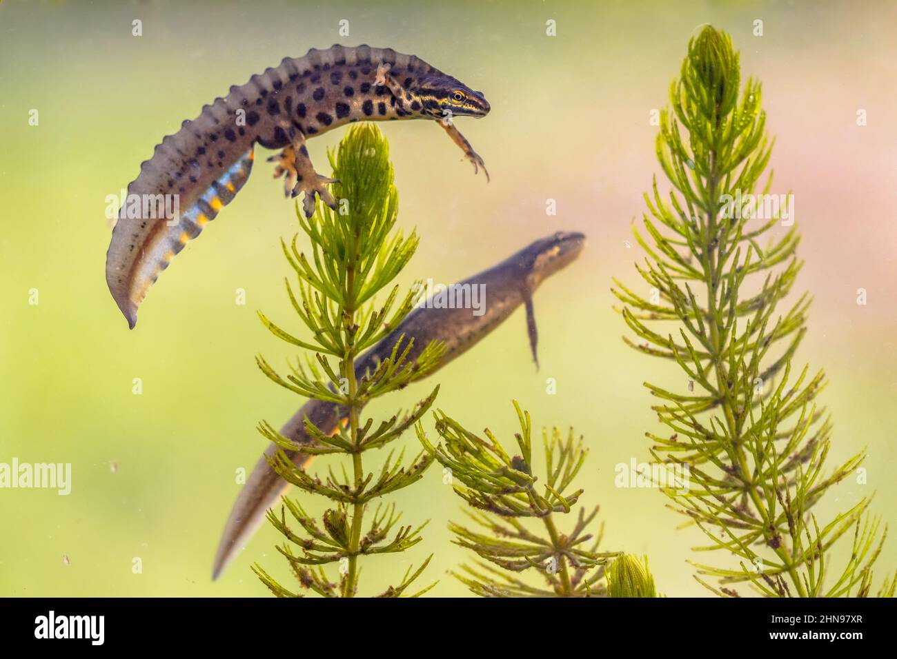 Comune newt (Lissotriton vulgaris) coppia maschile e femminile animale acquatico nuoto in acqua dolce habitat di stagno. Fauna selvatica scena subacquea di anfibi Foto Stock