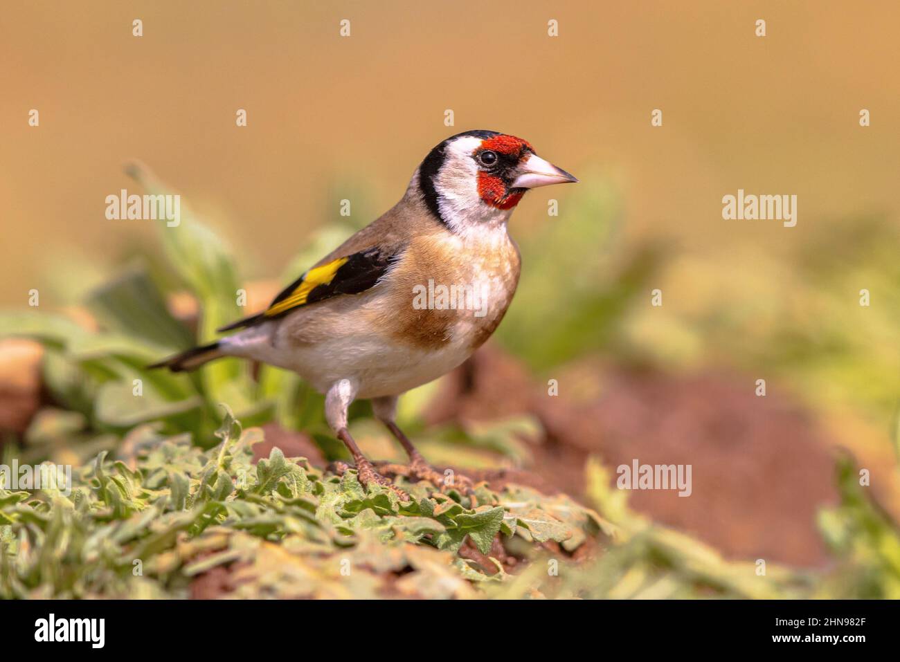 European Goldfinch (Carduelis carduelis) arroccato nella vegetazione verde in tempo soleggiato. Questo uccello è nella famiglia Finch e nativo in Europa. Foto Stock