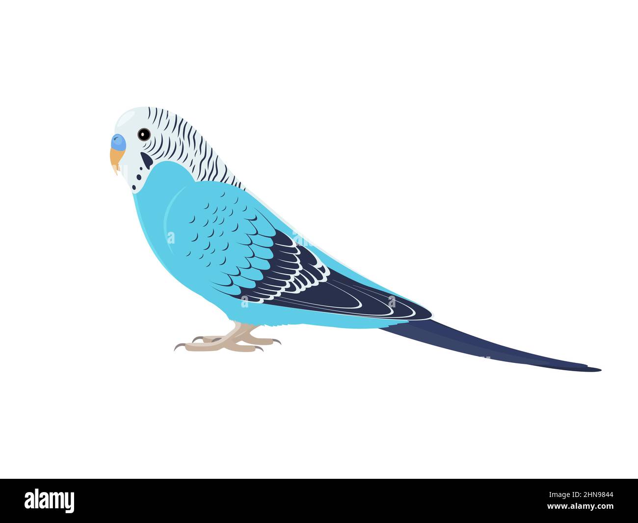 Uccello budgie in piedi lateralmente. Illustrazione vettoriale di un pappagallo blu budgerigar su sfondo bianco. Illustrazione Vettoriale