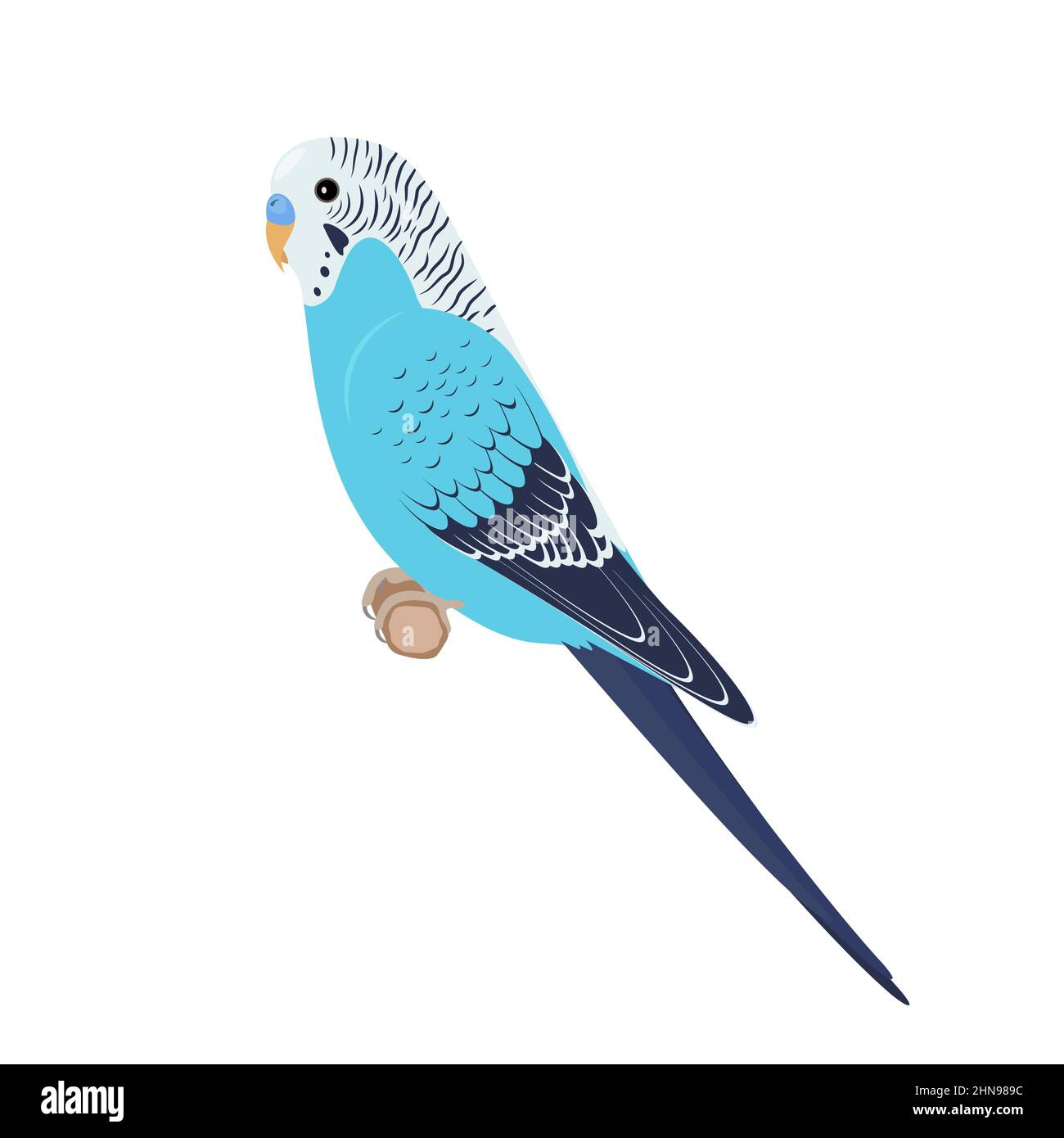 Budgie seduto al brunch. Illustrazione vettoriale di un pappagallo Budgerigar blu seduto su un ramo, isolato su sfondo bianco. Illustrazione Vettoriale
