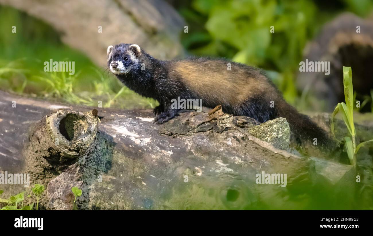 Polecat (Mustela putorius). Polecat europeo sul tronco in sfondo forestale di notte in circostanze naturali notturne. Fauna selvatica scena nella natura di Foto Stock