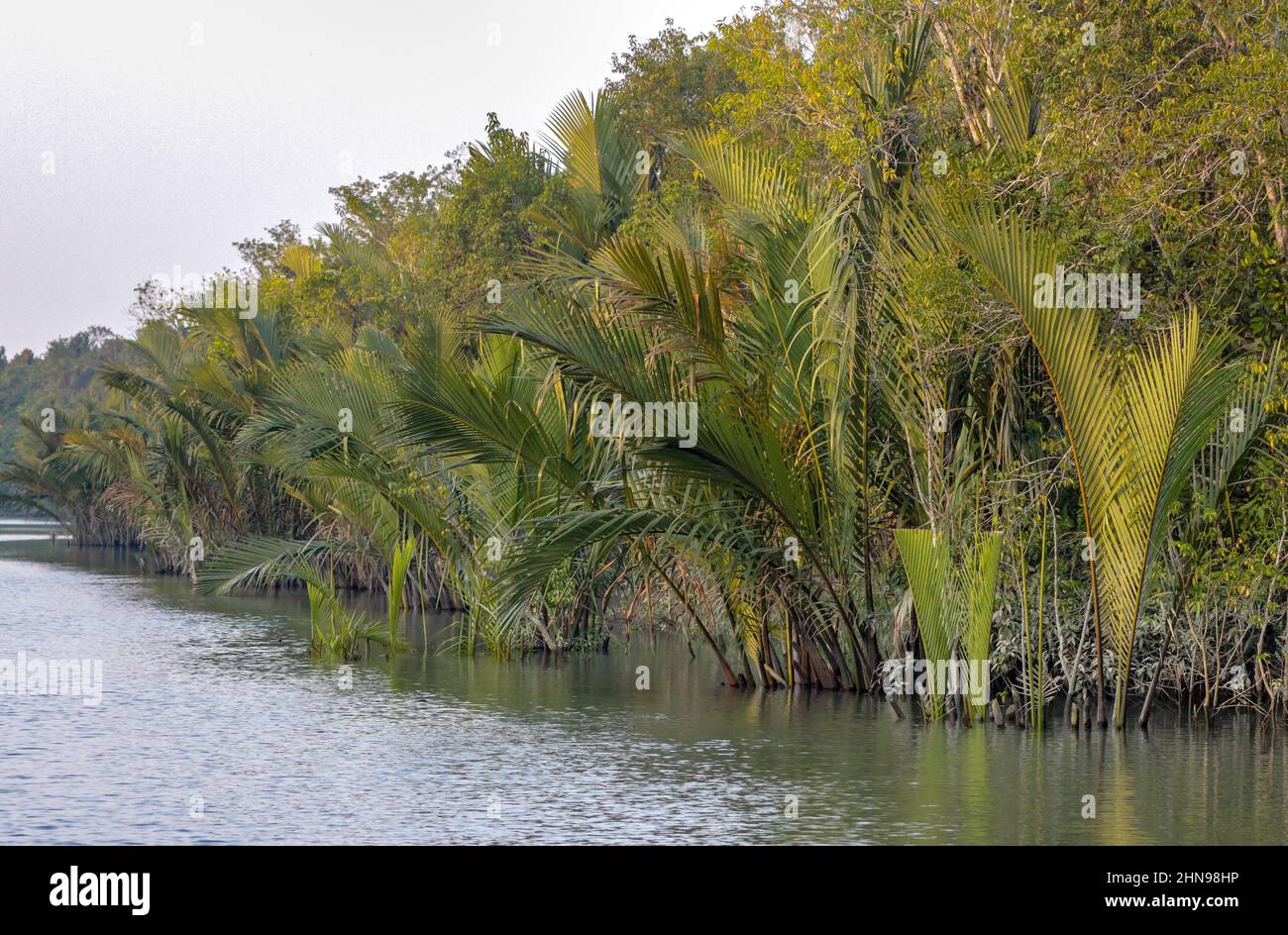 Tipica palma nipa (Nipa fruticans). Questa foto è stata scattata dal Parco Nazionale Sundarbans, Bangladesh. Foto Stock