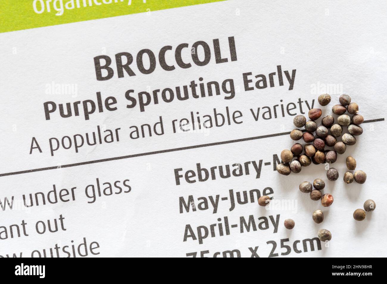 Germogli viola primi semi di broccoli. Foto Stock