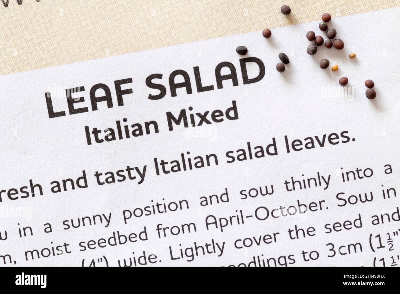 Semi di insalata mista italiana. Foto Stock