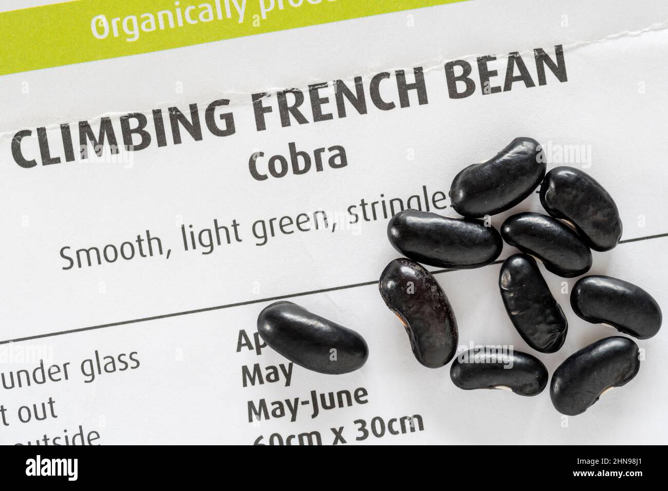 Arrampicata sul fagiolo francese 'Cobra'. Foto Stock