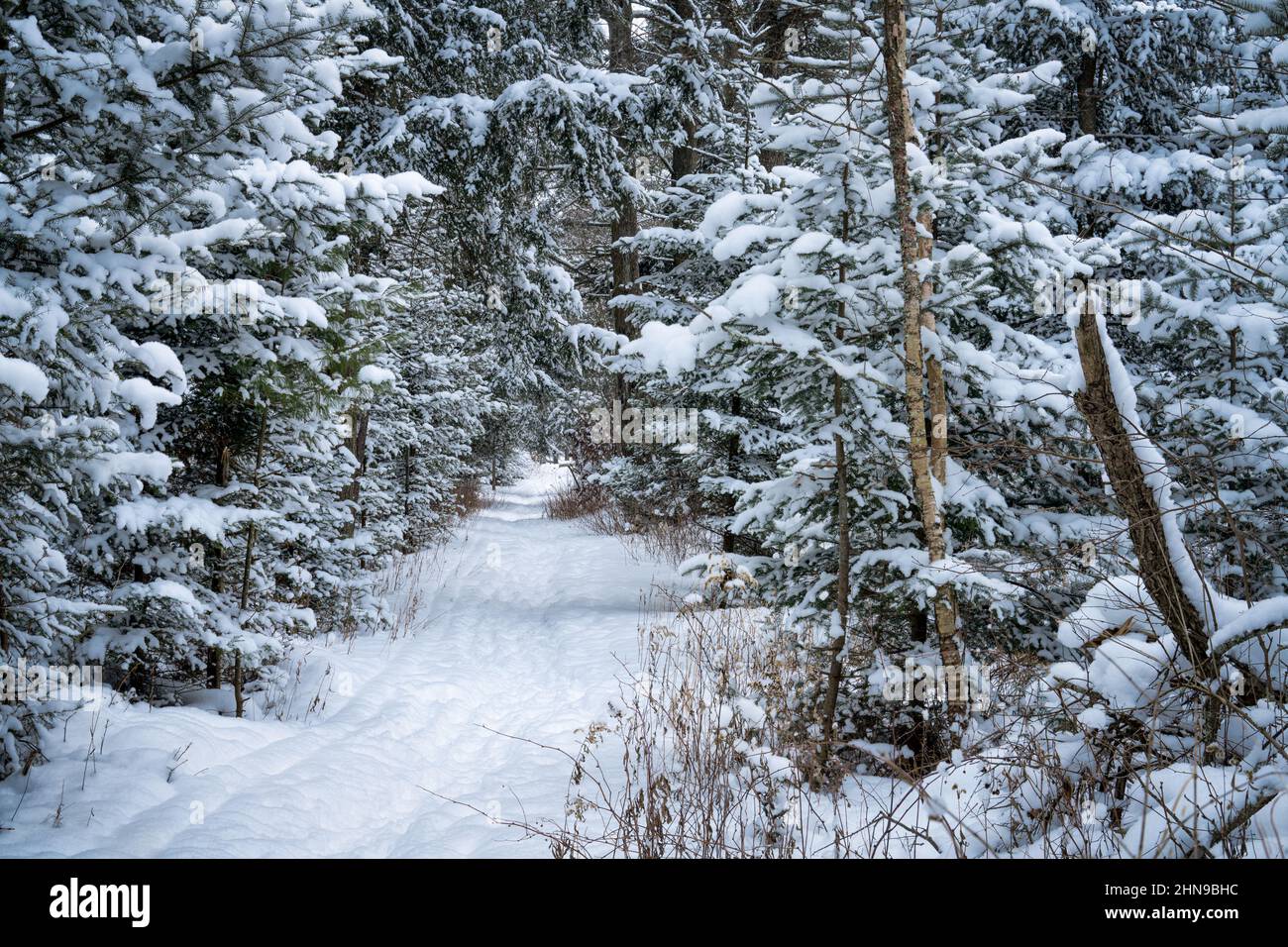 Un esempio di percorso combinato con sci e racchette da neve in una riserva naturale situata vicino a Sturgeon Bay Wisconsin, dopo una nevicata a effetto lago. Foto Stock