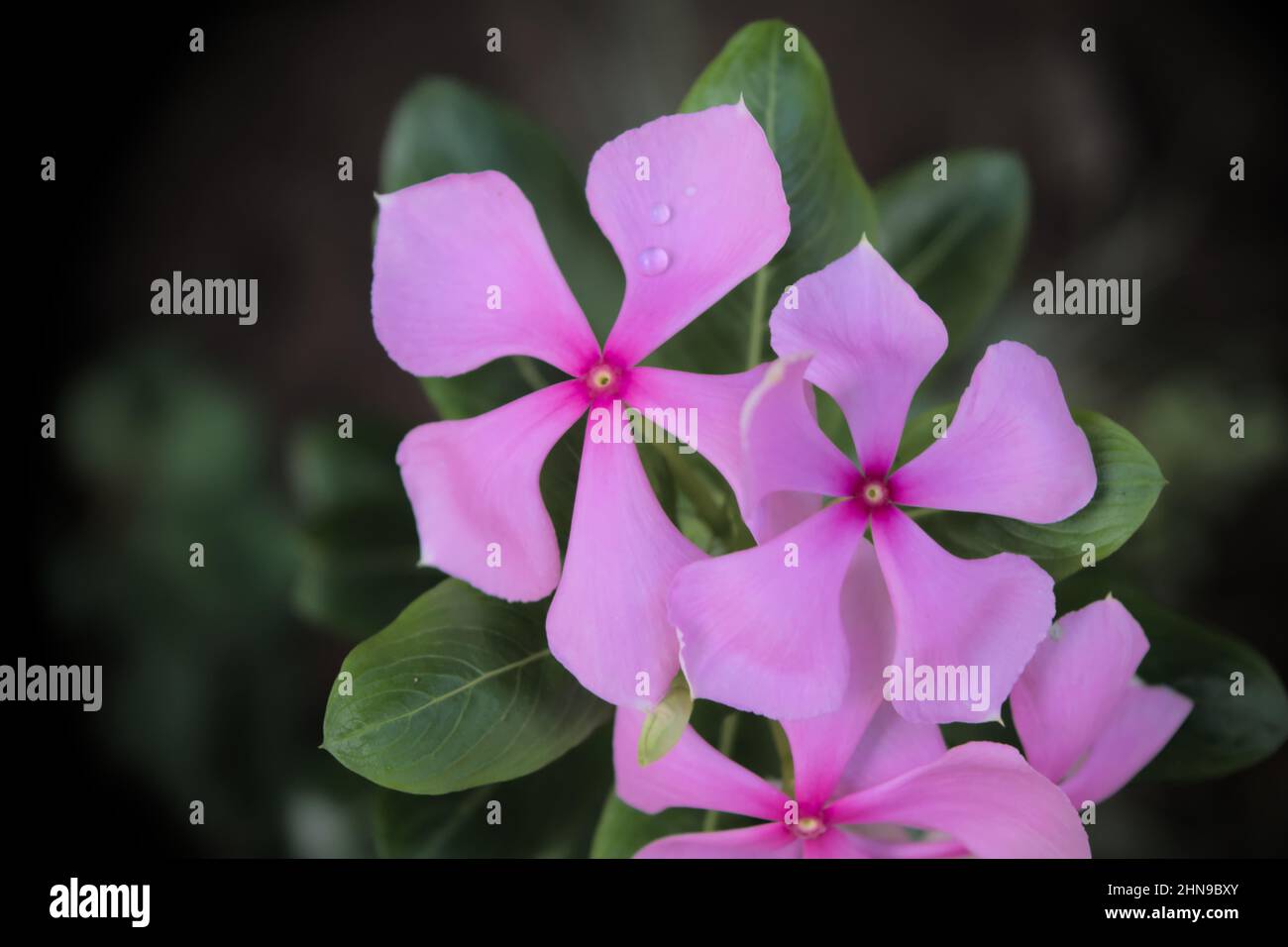 Bella Periwinkle fiori anche noto come Madagascar periwinkle, Cape periwinkle, pianta di cimitero che è coltivato come una pianta ornamentale e medicinale Foto Stock