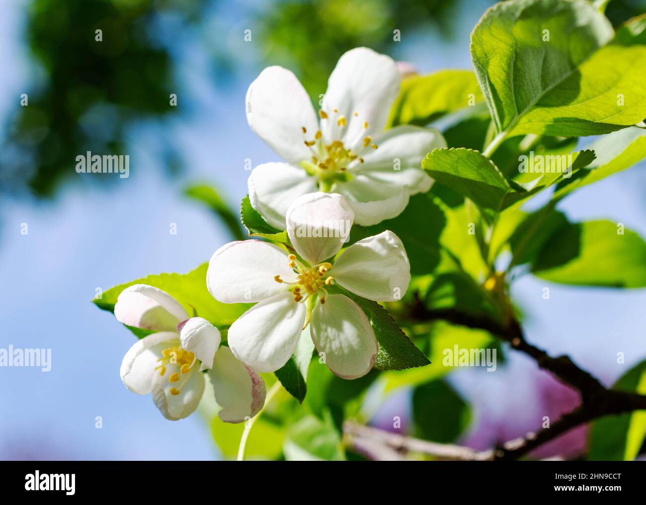Tre fiori bianchi di mela granchio in una giornata di primavera soleggiata. Foto Stock
