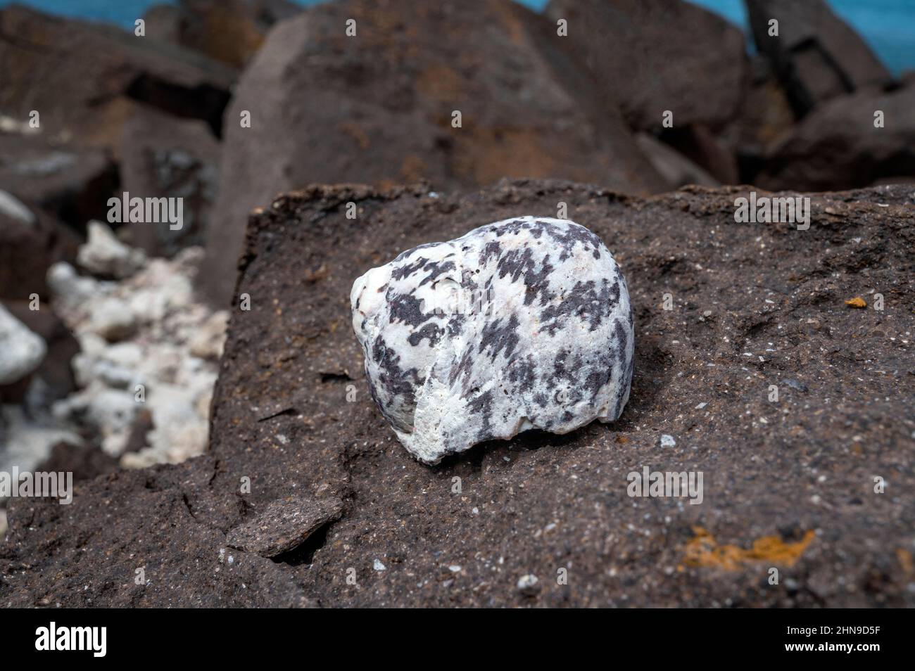 Una conchiglia di trocus nella riserva naturale di Saint-Barthélemy a Grand cUL-de-SAC Foto Stock